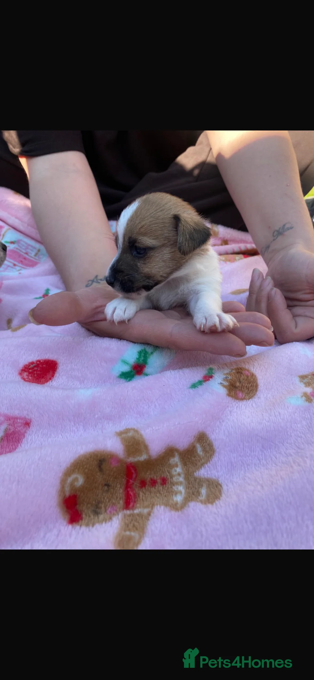 Jack Russell dogs for sale: Jack russel puppies  - Advert 2