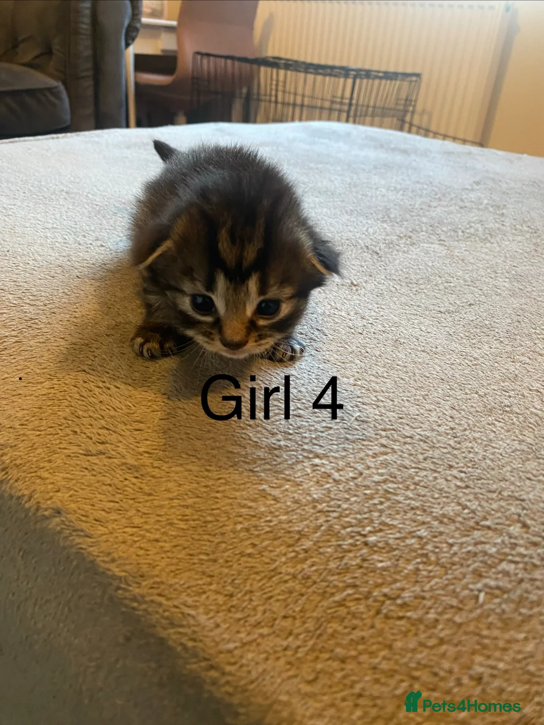 Mixed Breed cats for sale: 4 beautiful tabby kittens in Gateshead - Advert 2