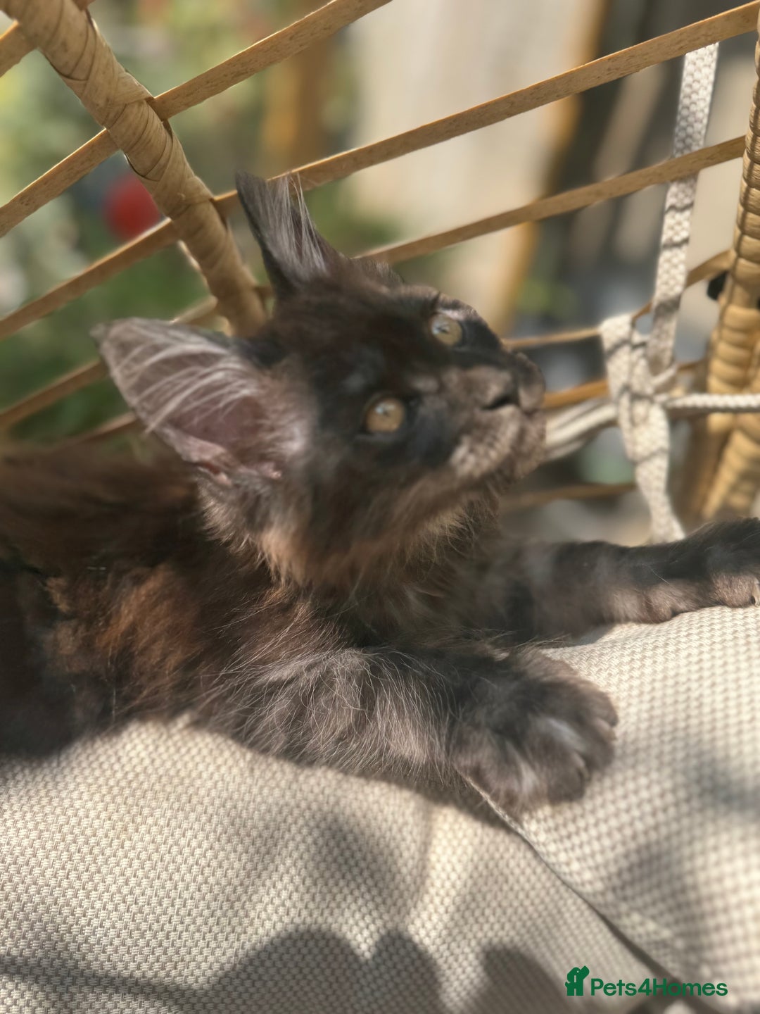 Maine Coon cats for sale: Stunning Black Smoke TiCA kittens  - Image 12