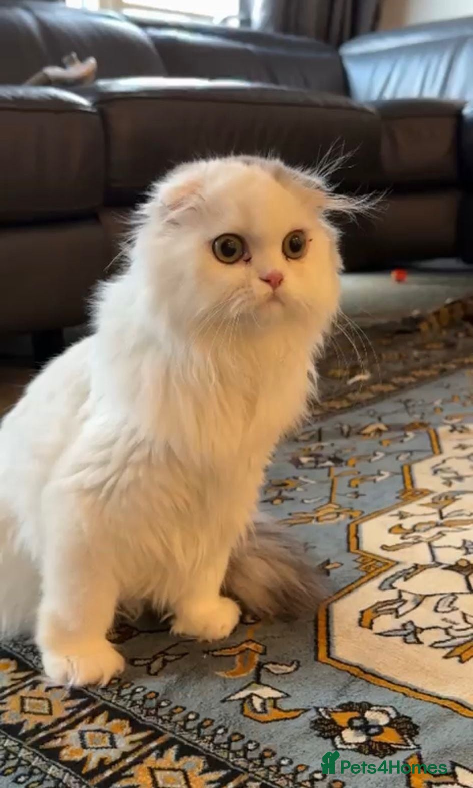 Scottish Fold cats Beautiful girl ready to go - Advert 7