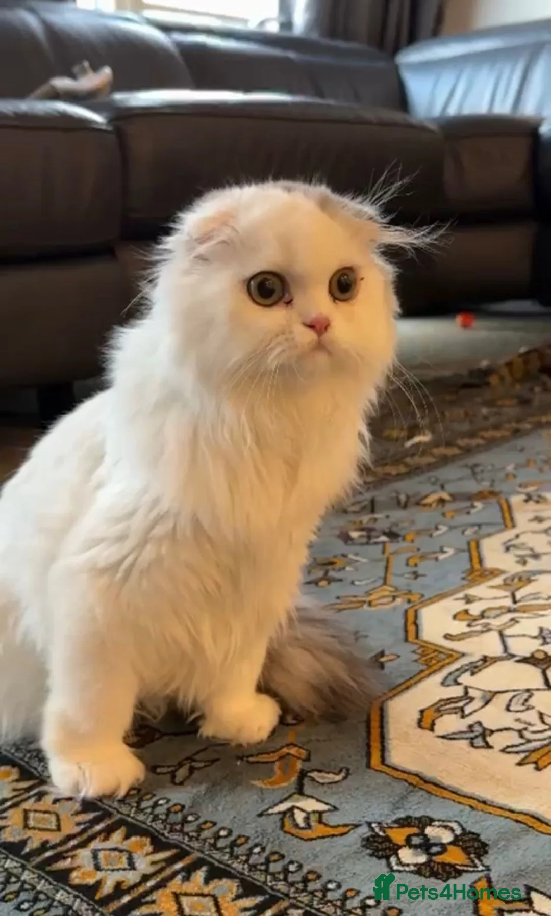 Scottish Fold cats for sale: Beautiful girl ready to go - Advert 1