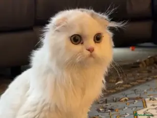 Scottish Fold cats Beautiful girl ready to go - Advert 1