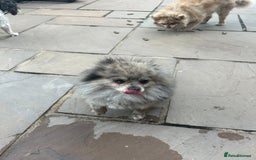 Pomeranian dogs for sale: 2 x pomeranians - Image 21