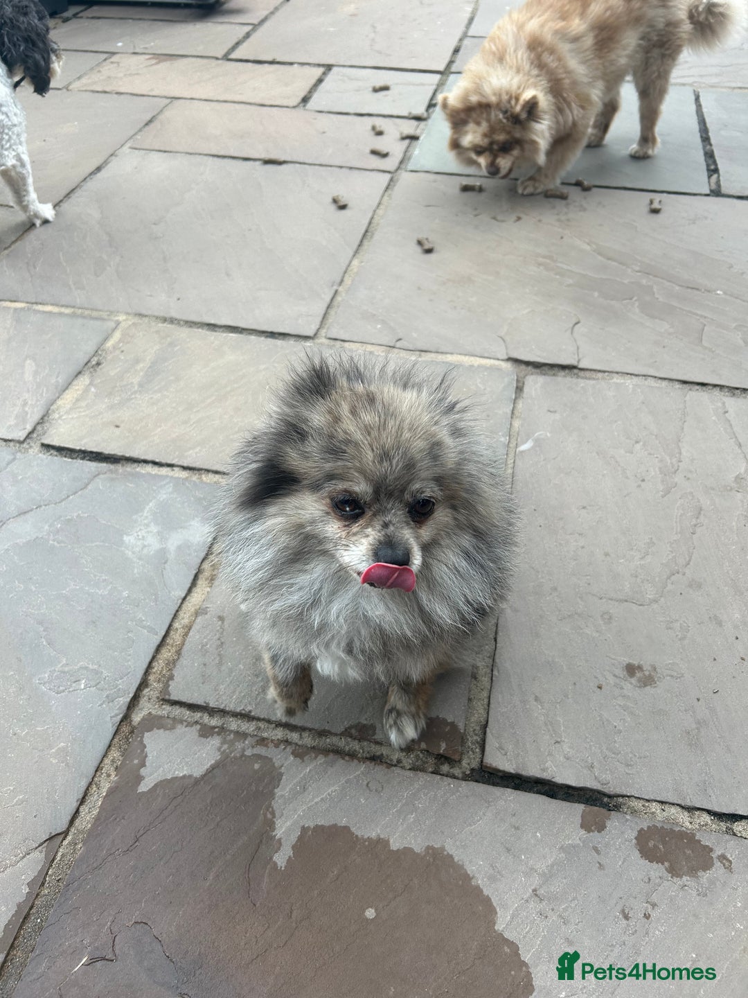 Pomeranian dogs for sale: 2 x pomeranians - Image 21