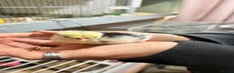 Chickens poultry for sale: Pekin bantam chicks - week old  - Advert 3