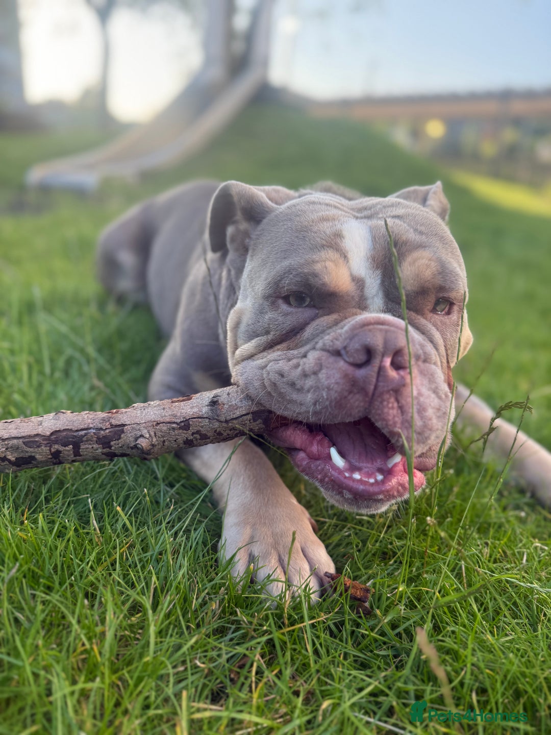 English Bulldog dogs for stud: Pablo - Image 5