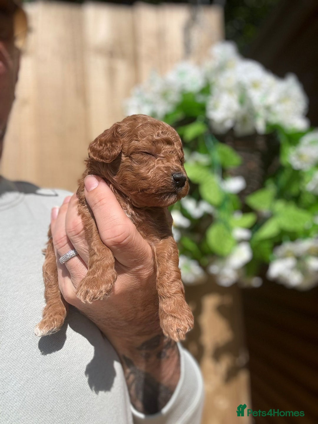 Toy Poodle dogs for sale: 💙🩷Gorgeous KC Toy Poodle Puppies 🩷💙 - Image 9