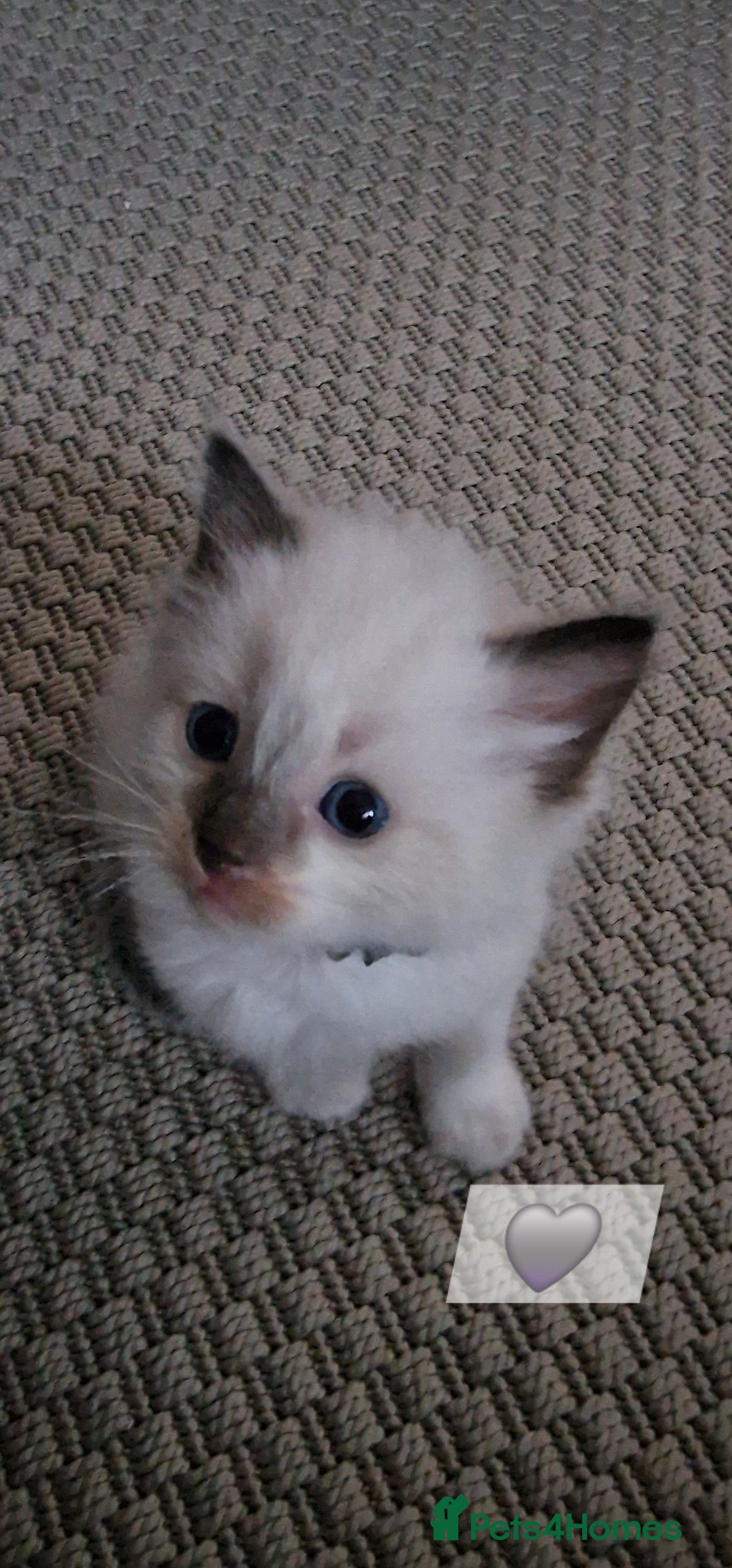 Ragdoll cats for sale: Beautiful kittens  - Image 5