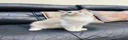 Ragdoll cats for sale:  Tica registered full pedigree ragdolls - Advert 19
