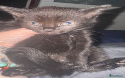 British Shorthair cats for sale: 5 black and white kittens - Image 2