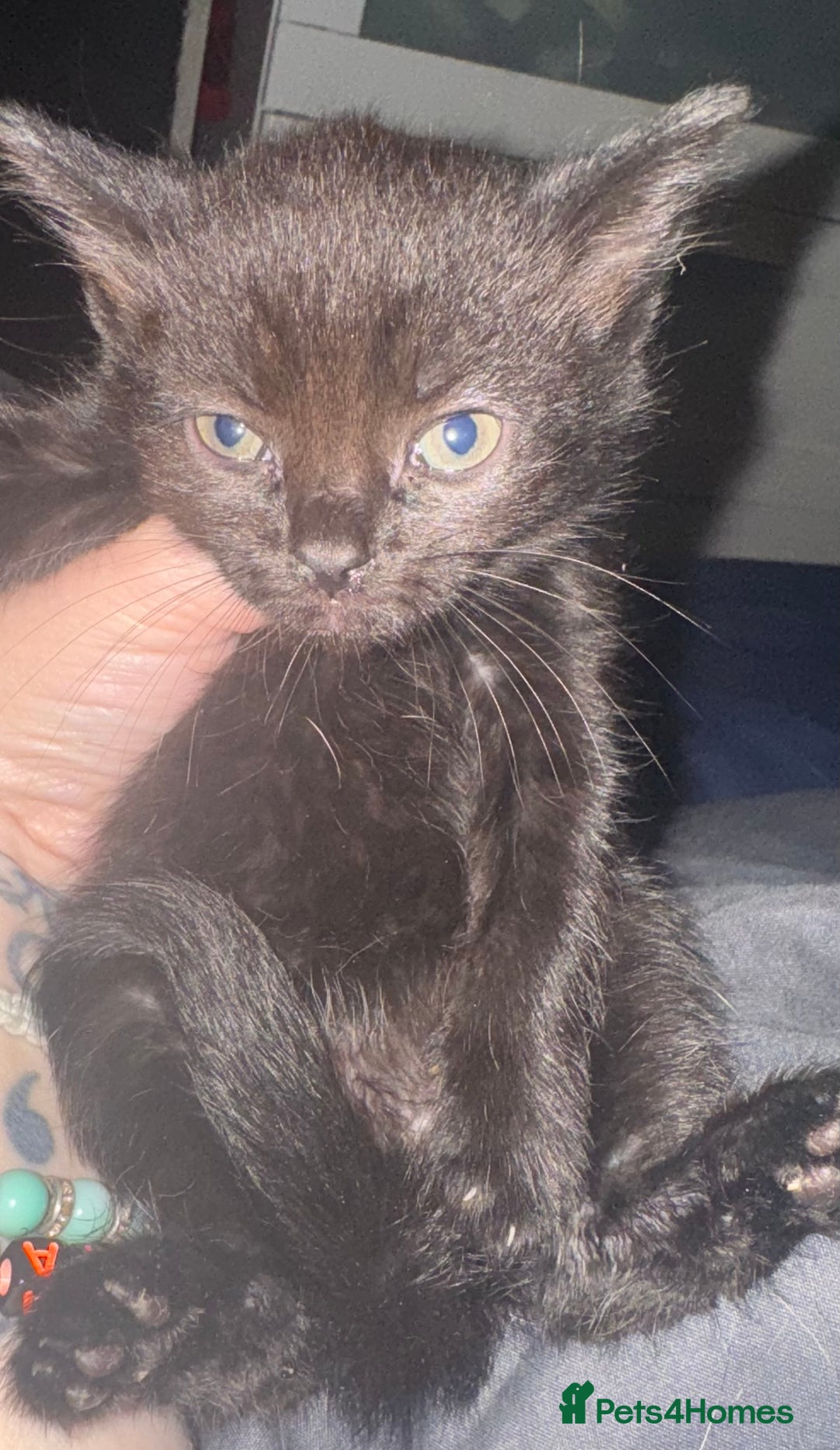 British Shorthair cats for sale: 5 black and white kittens - Image 2