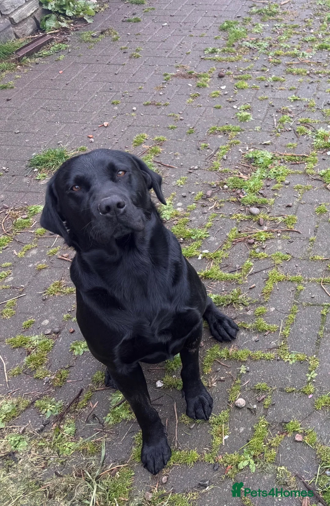 Labrador Retriever dogs for sale: Chunky Labrador puppies for sale  - Advert 7