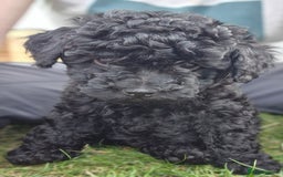Toy Poodle dogs for sale: Toy Poodles 1 Bitch available  - Image 18