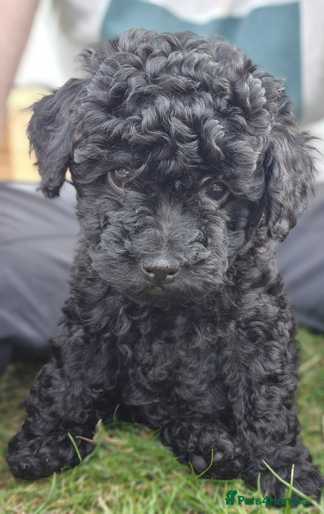 Toy Poodle dogs for sale: Toy Poodles 1 Bitch available  - Image 18