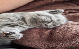 British Shorthair cats for sale: Cute British Shorthair Kittens - Image 9