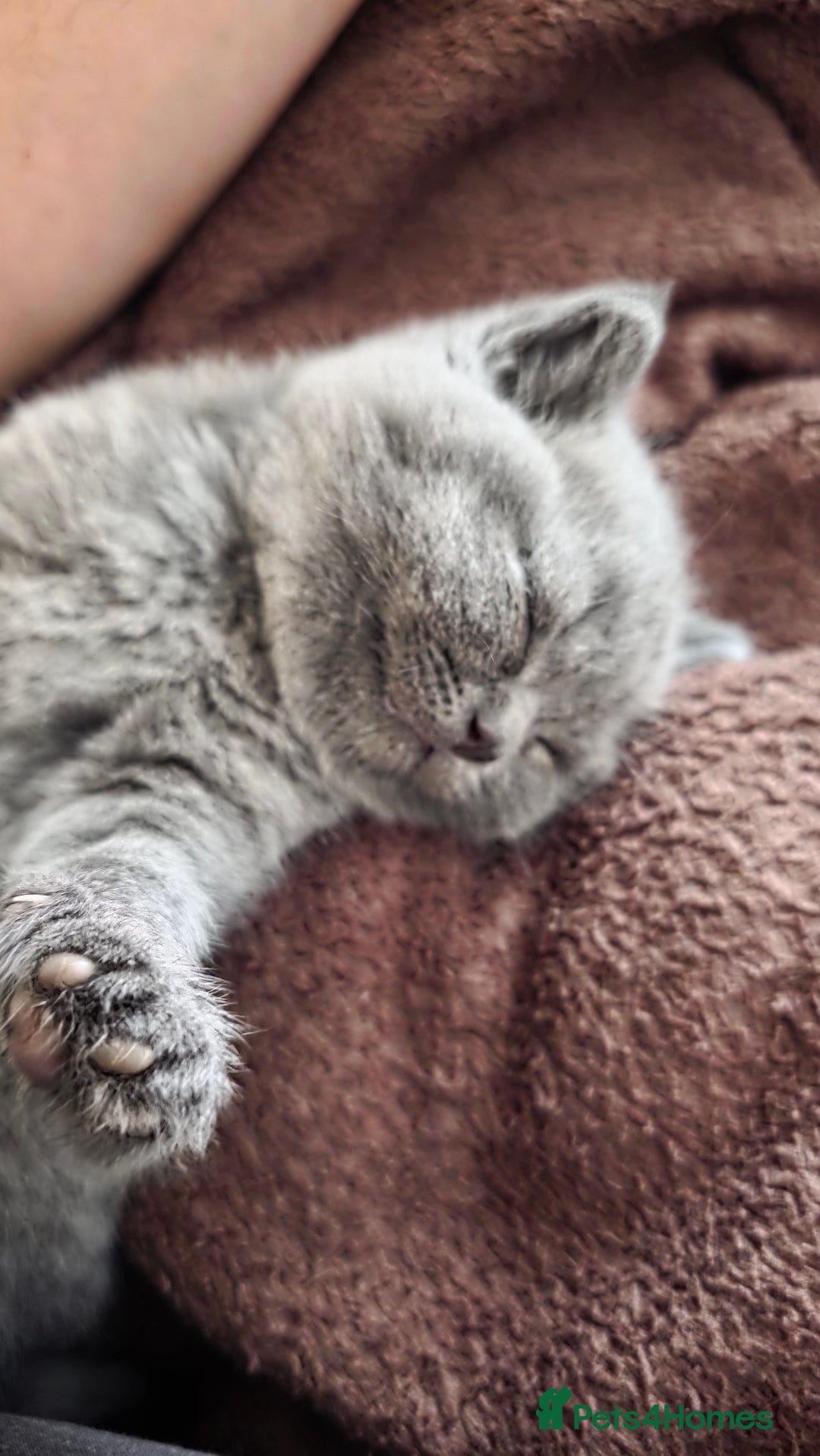 British Shorthair cats for sale: Cute British Shorthair Kittens - Image 9