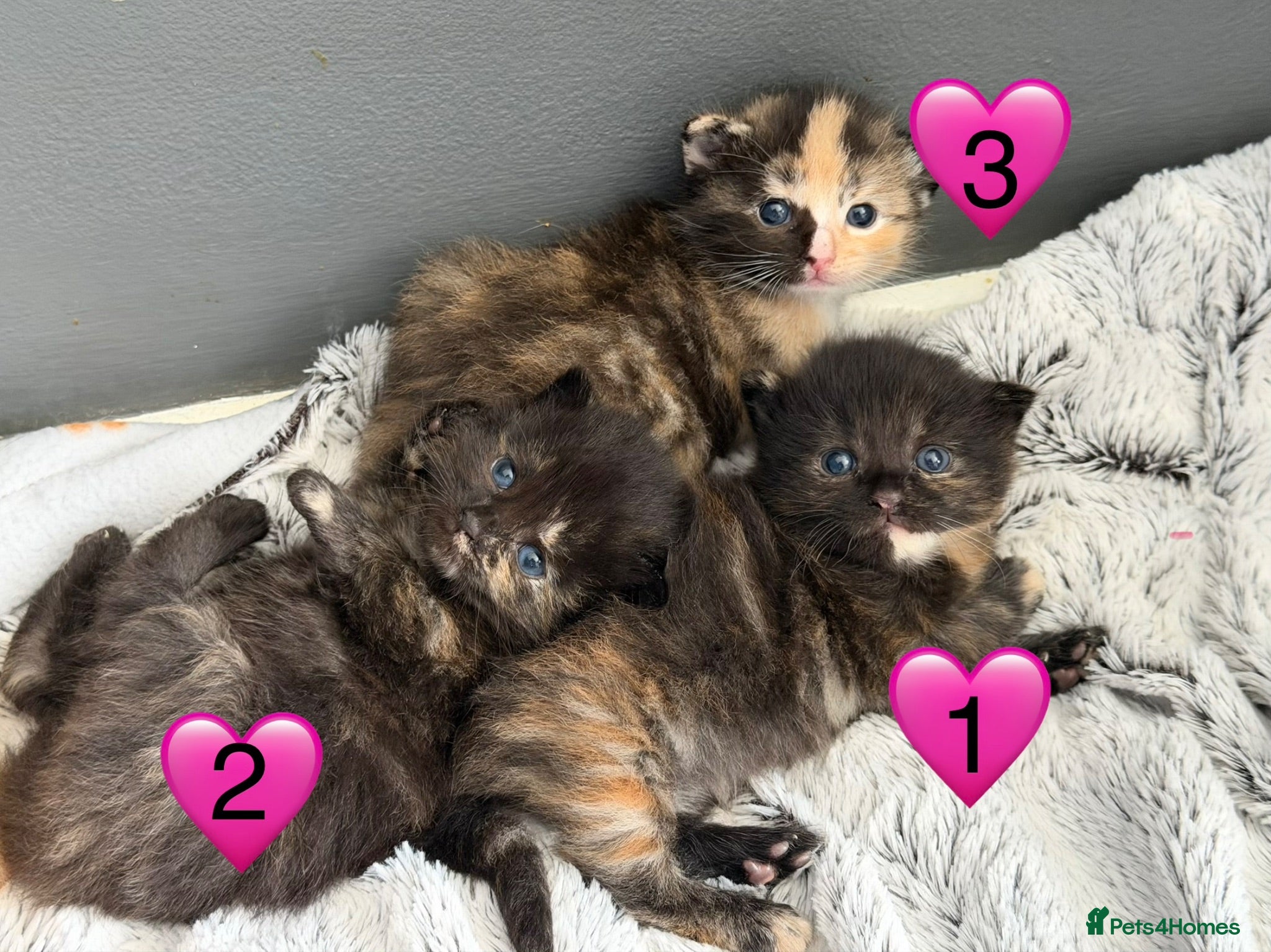 Domestic Shorthair cats Beautiful Kittens  - Advert 8