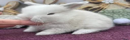 Mini Lop rabbits for sale: Mini lop boys and girls  - Advert 19