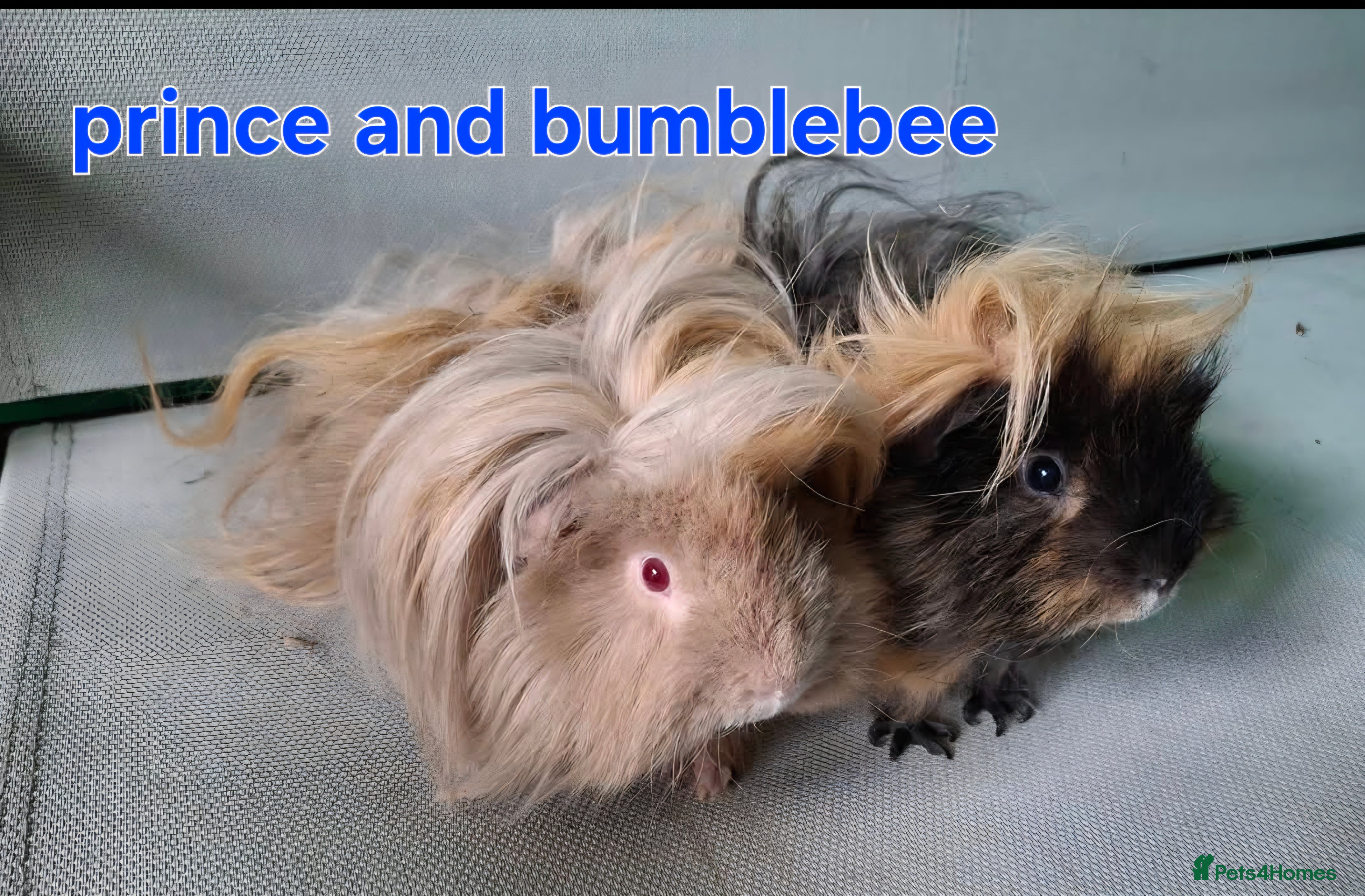 Guinea Pig rodents Lunkarya - Advert 2