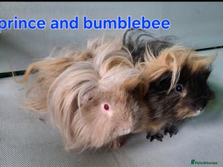 Guinea Pig rodents Lunkarya - Advert 2