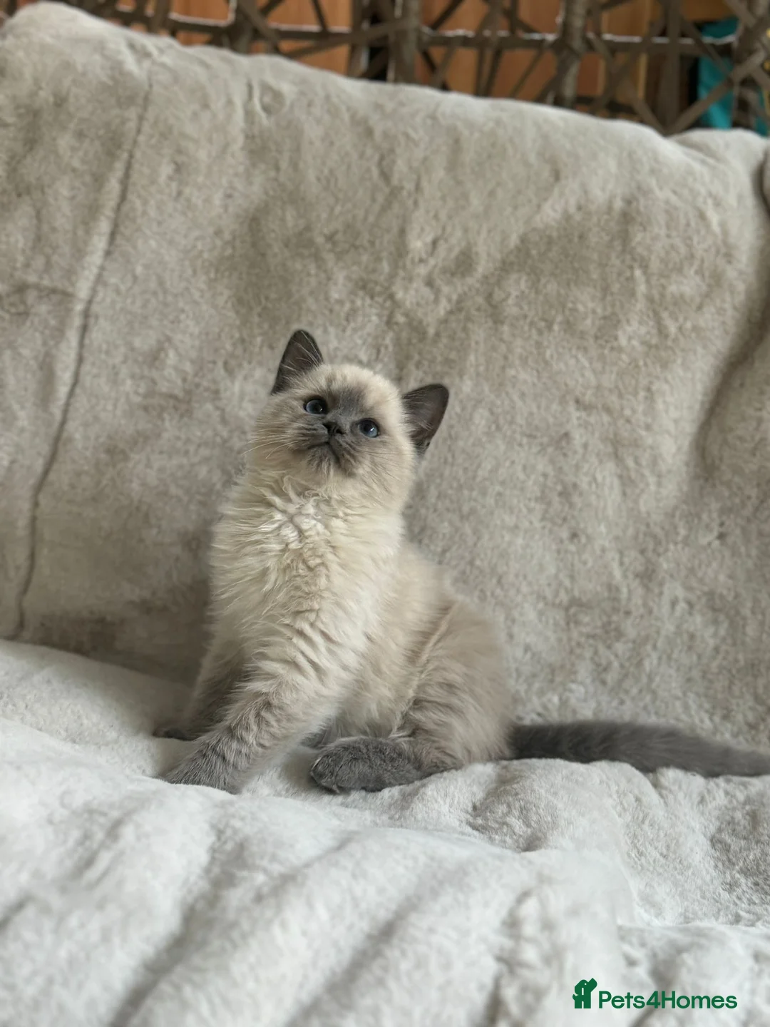 Ragdoll cats for stud: HANDSOME BOY-BLUE MITTED GCCF /TICA  AVALIABLE  - Advert 16