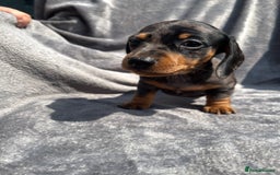 Miniature Dachshund dogs for sale: KC Reg Pedigree Mini Smooth Haired Dachshunds - Image 13