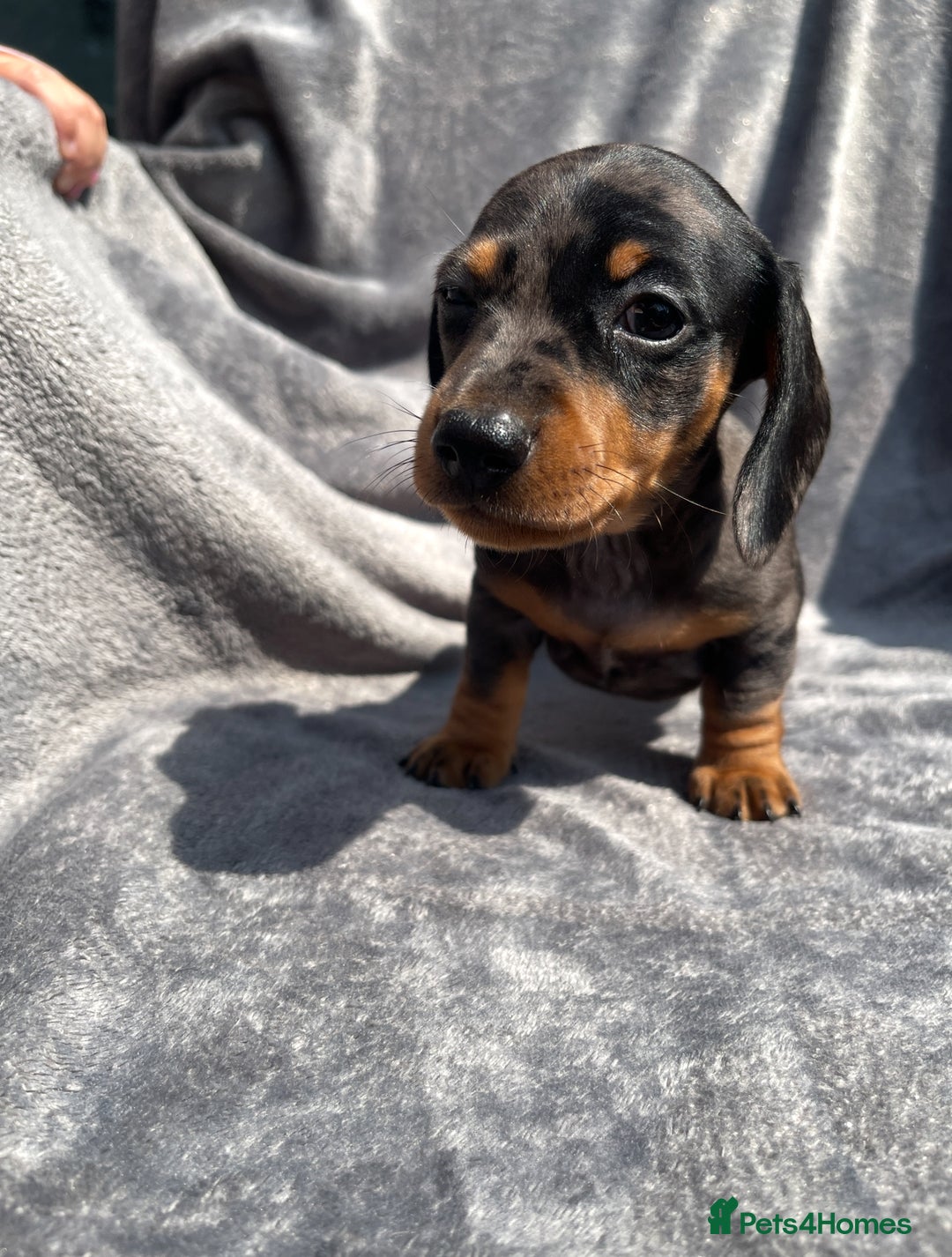 Miniature Dachshund dogs for sale: KC Reg Pedigree Mini Smooth Haired Dachshunds - Image 13