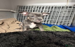 Mixed Breed dogs for sale: French staffy - Advert 2