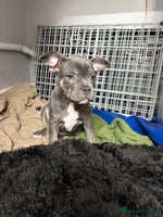 Mixed Breed dogs French staffy - Advert 3