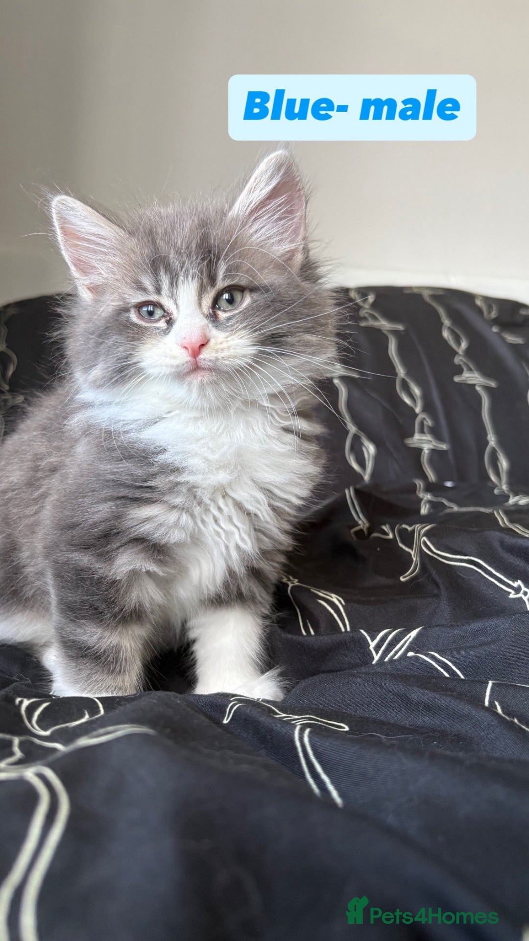 Maine Coon cats Fluffy Maine coone kittens  - Advert 1