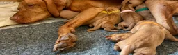 Hungarian Vizsla dogs for sale: HUNGARIAN VIZSLA PEDIGREE PUPS • ALFORD SCOTLAND - Advert 4