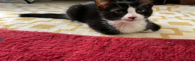 Calypso