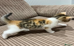 Domestic Shorthair cats for sale: 3 kitten for sale  - Image 5