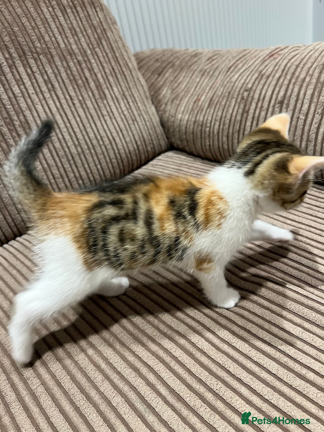 Domestic Shorthair cats for sale: 3 kitten for sale  - Image 5