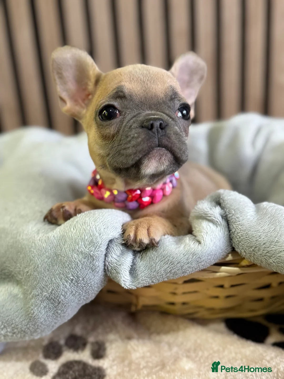 French Bulldog dogs for sale: KC REGISTERED FRENCH BULLDOG 🐶 - Advert 15