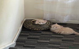 Persian cats for sale: Persian kitten boy - Image 2