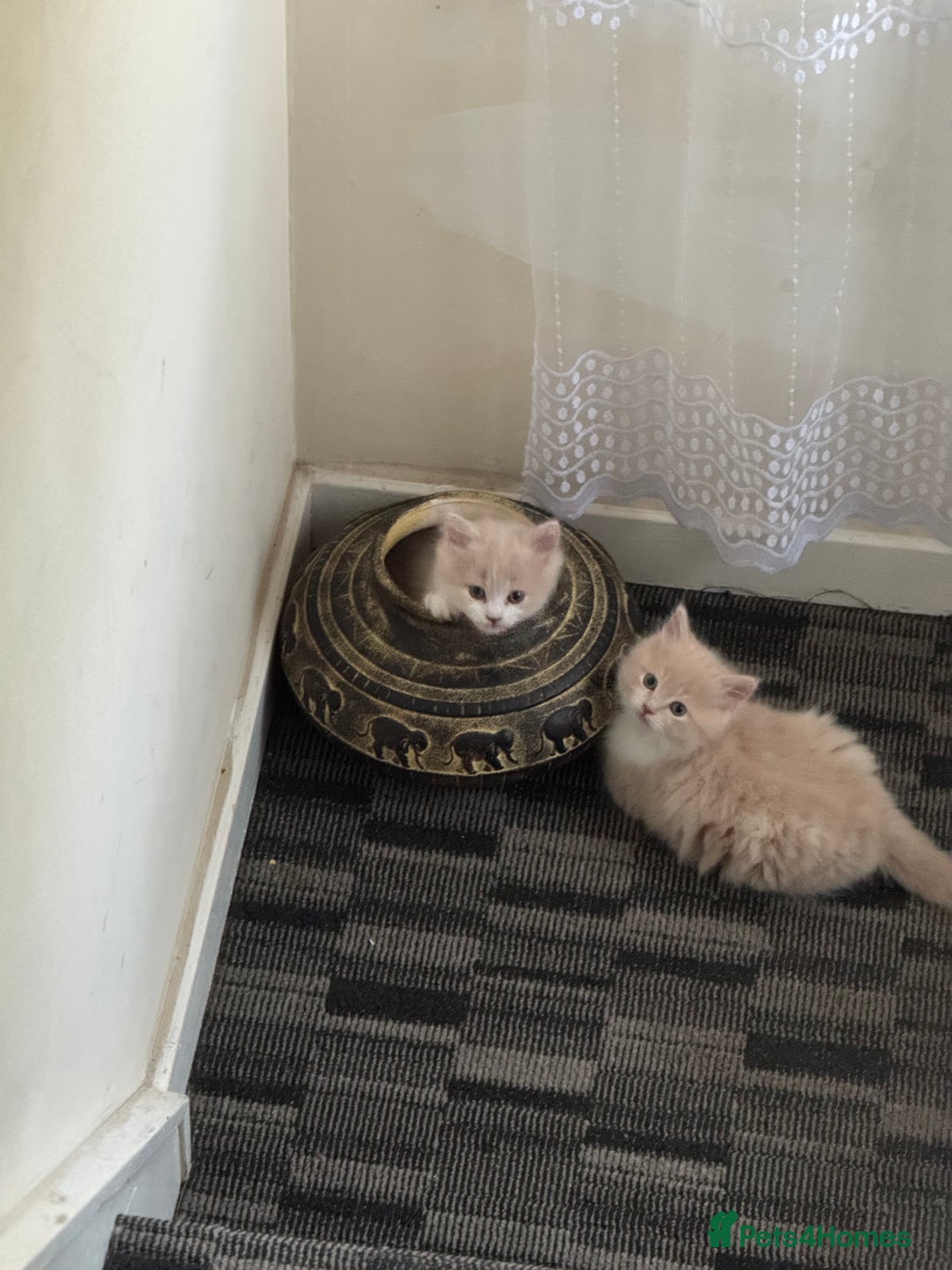 Persian cats for sale: Persian kitten boy - Image 2