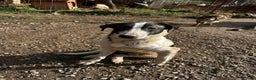 Mixed Breed dogs for adoption: MJ is looking for a family  - Advert 7