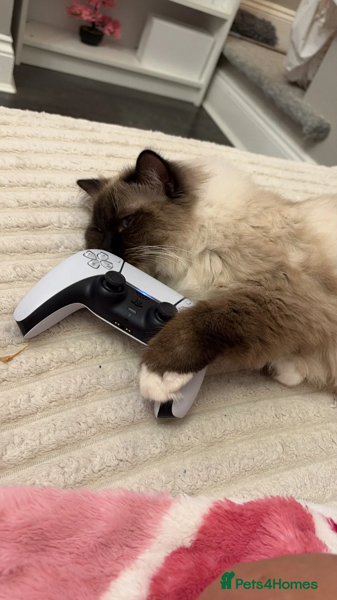 Ragdoll cats for sale: Looking for the most loving forever home for Axel  - Advert 2