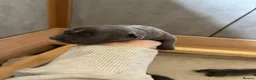 Staffordshire Bull Terrier dogs for sale: Beautiful blue Staffordshire bull terrier puppies - Advert 6
