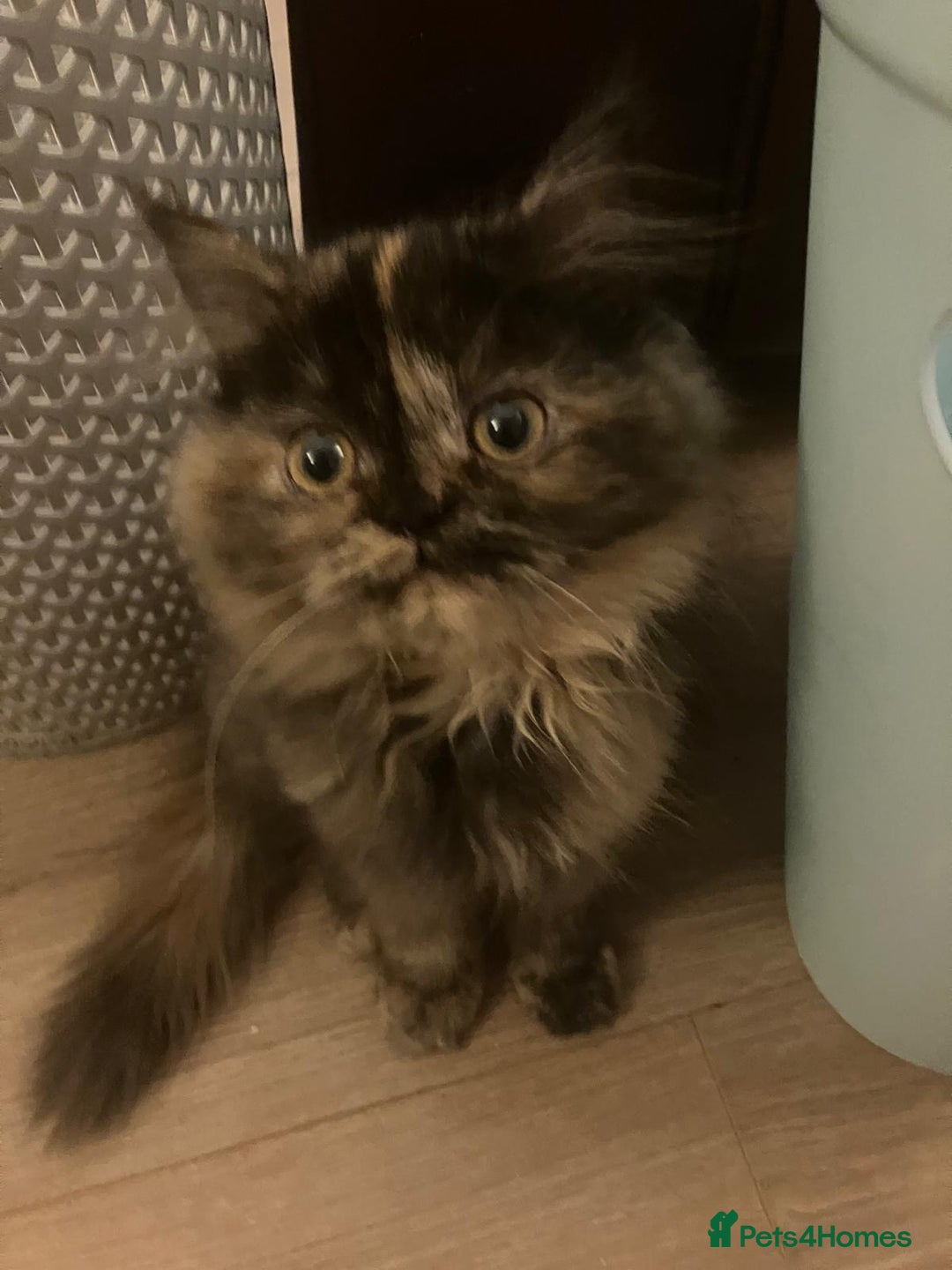 Mixed Breed cats for sale: 2 sweet girls - Advert 2