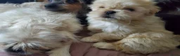 Mixed Breed dogs for sale: Shih tzu cross cross Pug - Advert 12