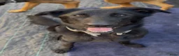German Shepherd dogs for sale: Healthy German Shepherd Puppies - Advert 2