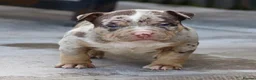 American Bully dogs for sale: American Bullys  - Advert 6