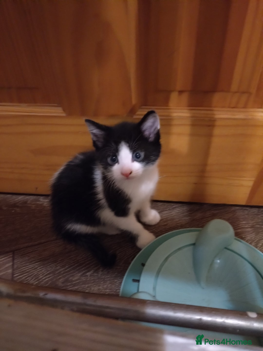 British Shorthair cats for sale: Kittens for sale  - Advert 4