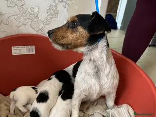 Jack Russell dogs Jack Russell puppy’s - Advert 2