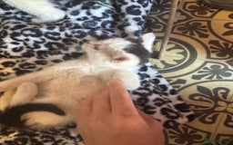 Mixed Breed cats for sale: Two beautiful fluffy girls kittens  - Image 4