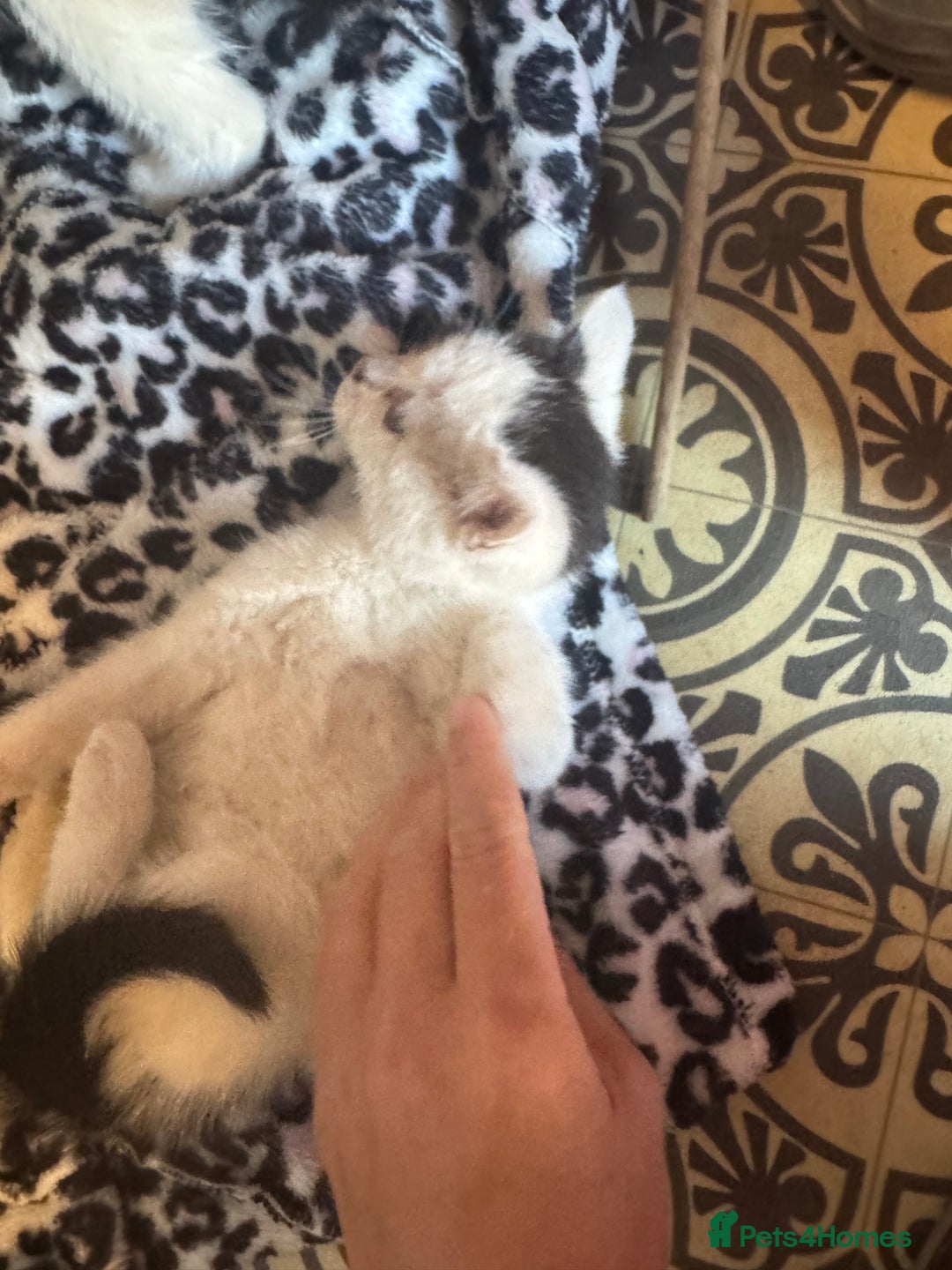 Mixed Breed cats for sale: Two beautiful fluffy girls kittens  - Image 4