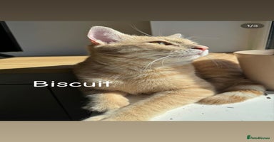 Mixed Breed cats - Advert 4