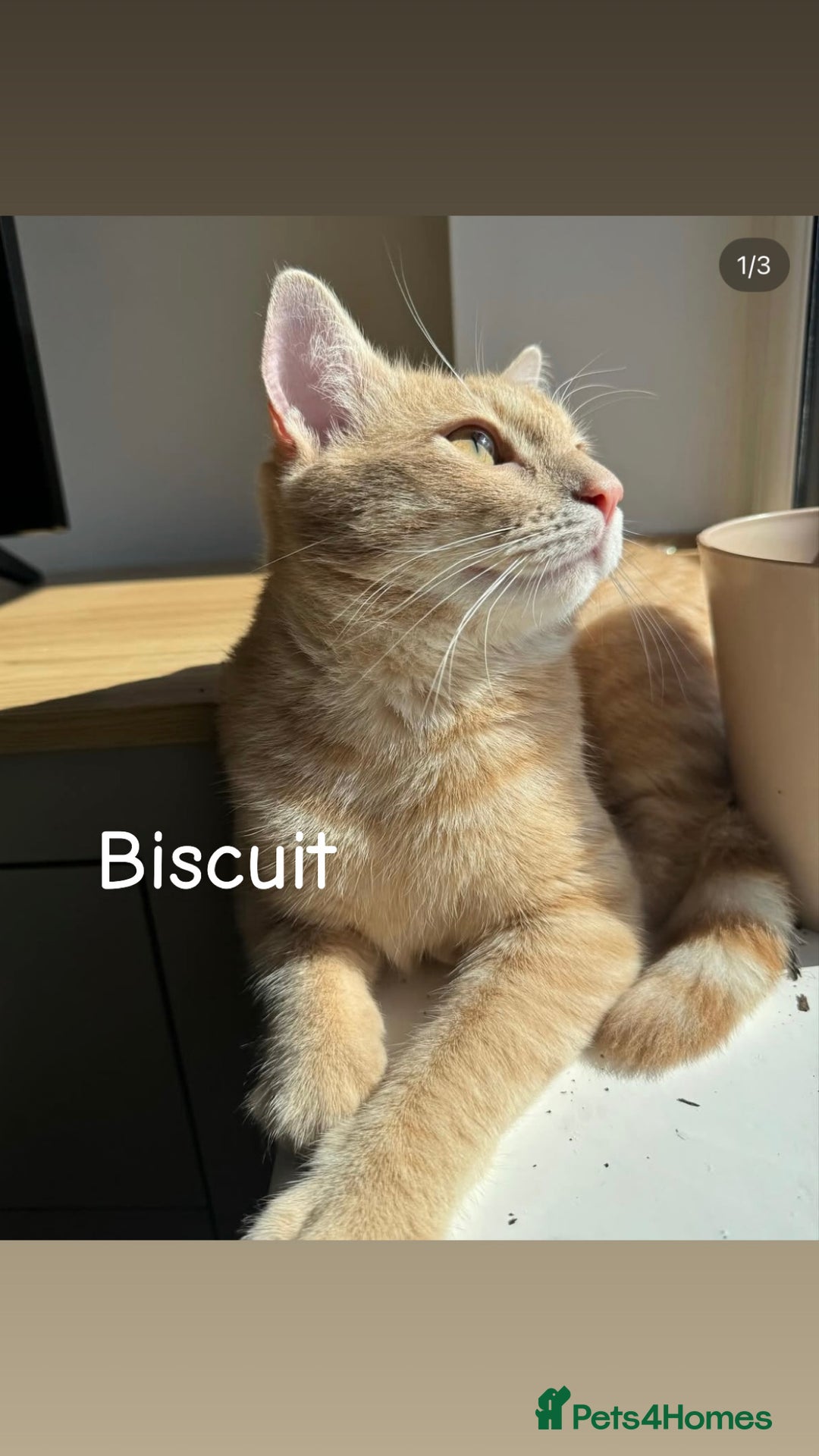Mixed Breed cats for sale: Friendly cats looking for new forever homes  - Image 2